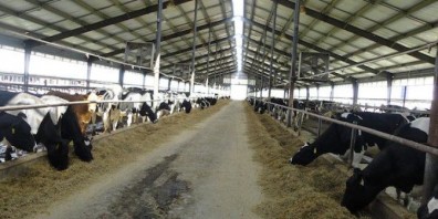  4 آلاف رأس ماشية حيَّة تصل ميناء دمياط 
